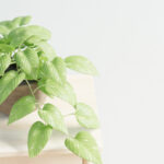 ブログ記事（１）