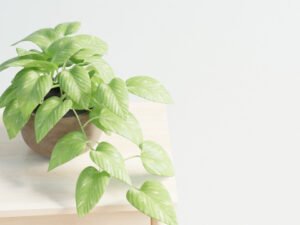 ブログ記事（１）